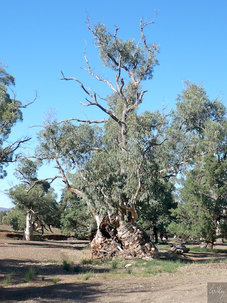 AustraliaAdelaide 10  163